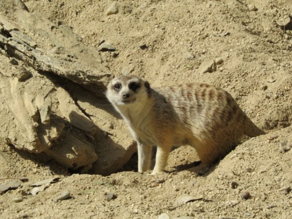 Kochi Prefectural Noichi Animal Park